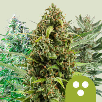 Mistura Autoflorescente (Royal Queen Seeds) feminizada