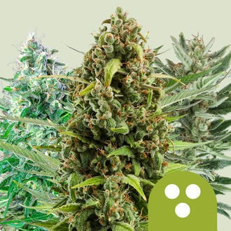 Autoflowering Mix (Royal Queen Seeds) feminizada