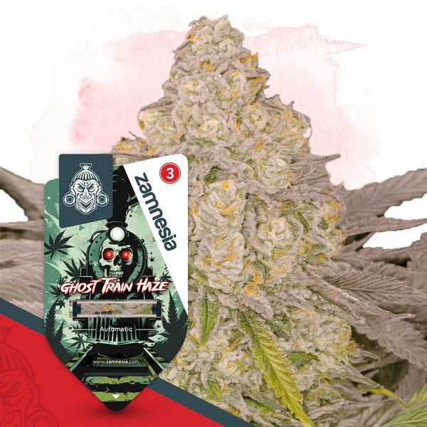 Ghost Train Haze Autoflorescente (Zamnesia Seeds) feminizada