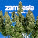 Ghost Train Haze Autoflorescente (Zamnesia Seeds) feminizada