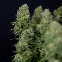 Ghost Train Haze Autoflorescente (Zamnesia Seeds) feminizada