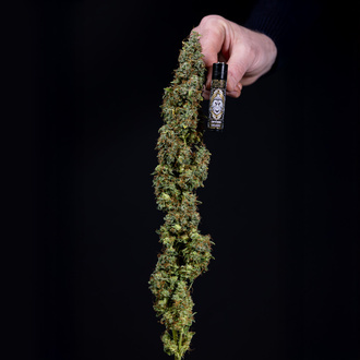 Ghost Train Haze Autoflorescente (Zamnesia Seeds) feminizada