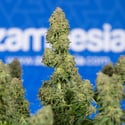 Ghost Train Haze Autoflorescente (Zamnesia Seeds) feminizada