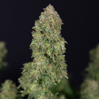 Ghost Train Haze Autoflorescente (Zamnesia Seeds) feminizada