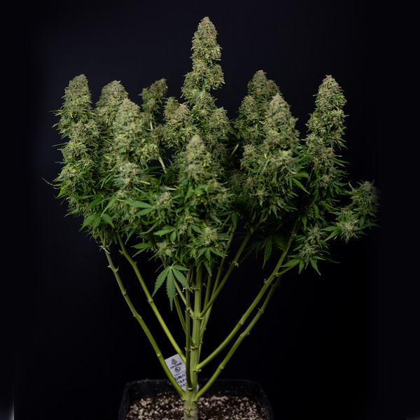Ghost Train Haze Autoflorescente (Zamnesia Seeds) feminizada