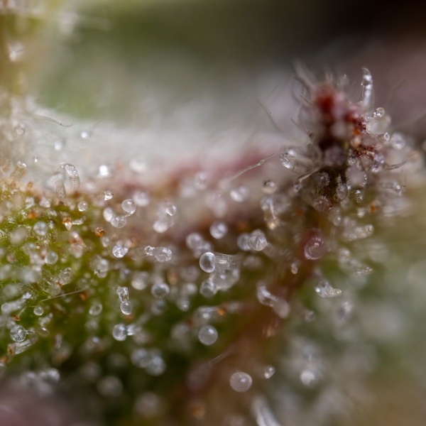 Ghost Train Haze Autoflorescente (Zamnesia Seeds) feminizada