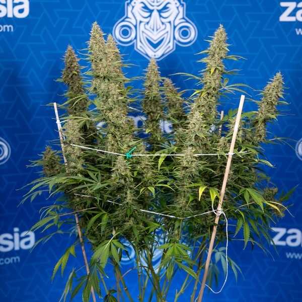 Ghost Train Haze Autoflorescente (Zamnesia Seeds) feminizada