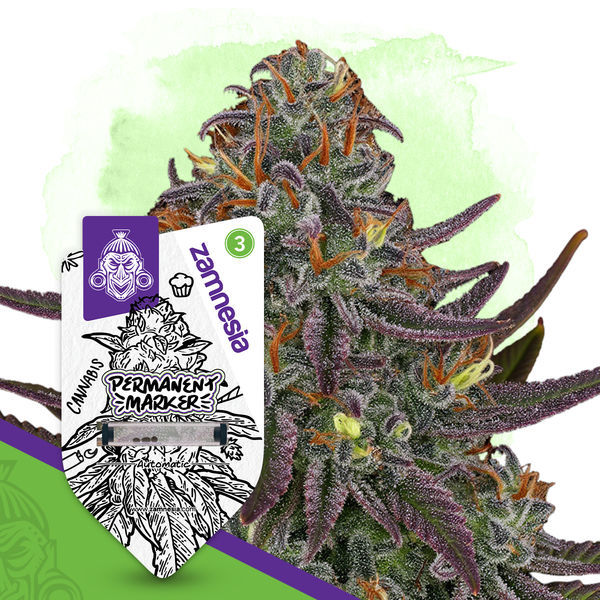 Permanent Marker Autoflower (Zamnesia Seeds)