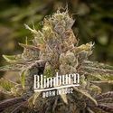 Permanent Marker (Blimburn Seeds) Feminizada