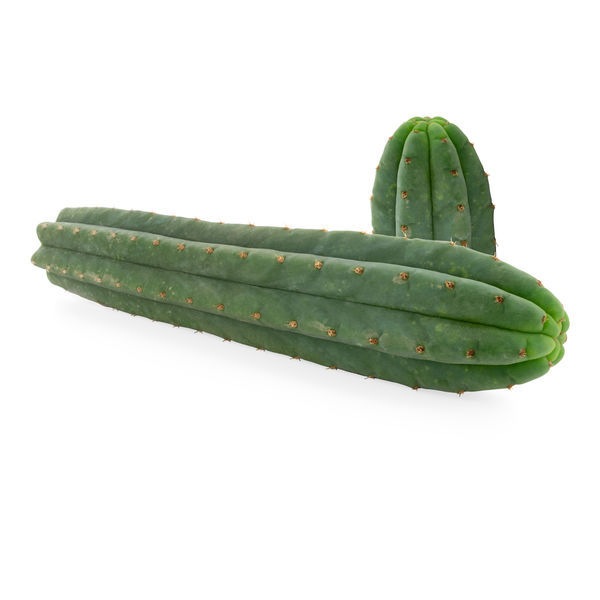 San Pedro de 7 costelas (Echinopsis pachanoi)