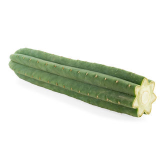 San Pedro de 7 costelas (Echinopsis pachanoi)