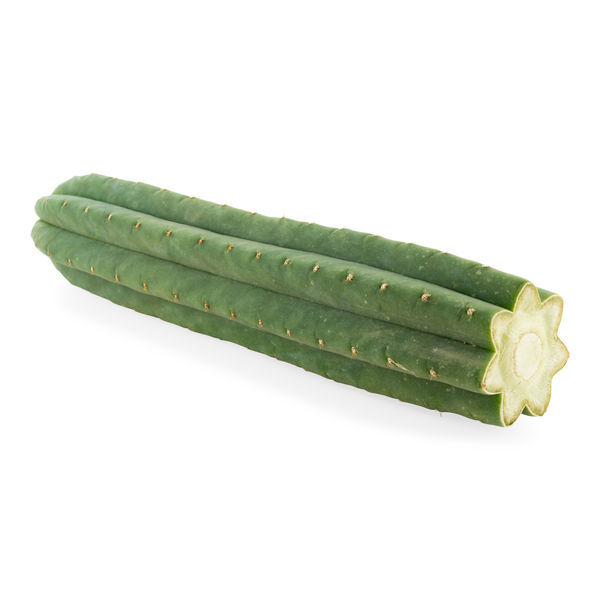 San Pedro de 7 costelas (Echinopsis pachanoi)