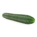 San Pedro de 7 costelas (Echinopsis pachanoi)
