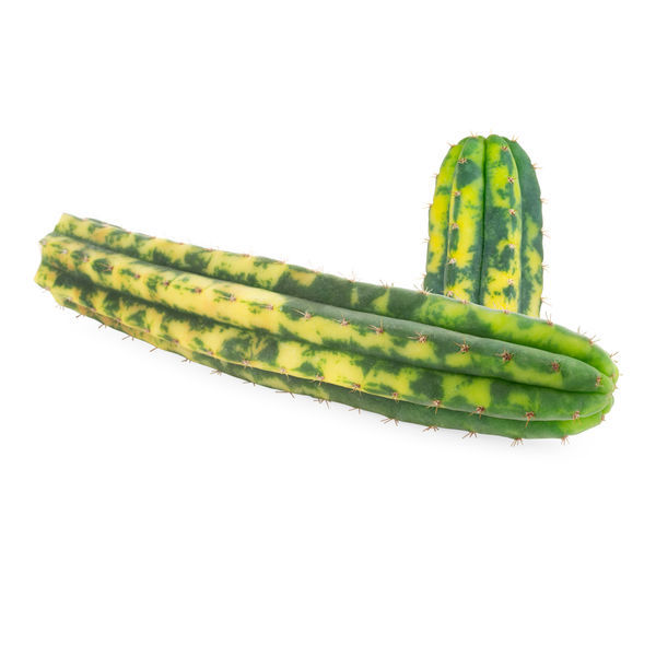 San Pedro Variegado (Echinopsis pachanoi variegata) Buenavista