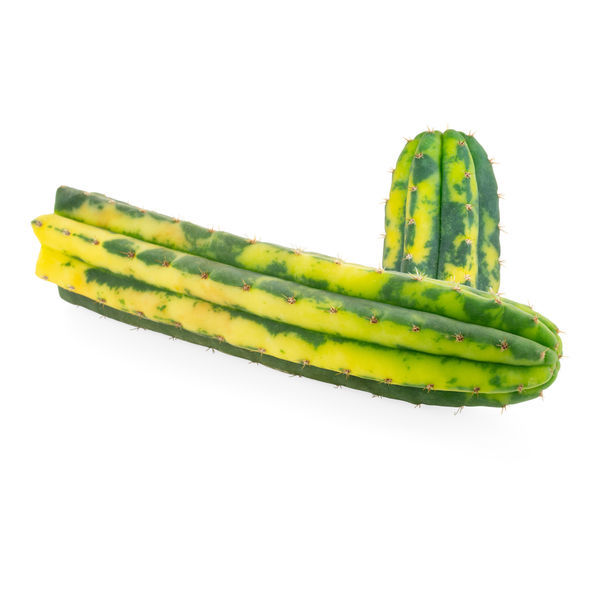 San Pedro Variegado (Echinopsis pachanoi variegata) Buenavista