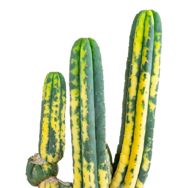 San Pedro Variegado (Echinopsis pachanoi variegata) Buenavista