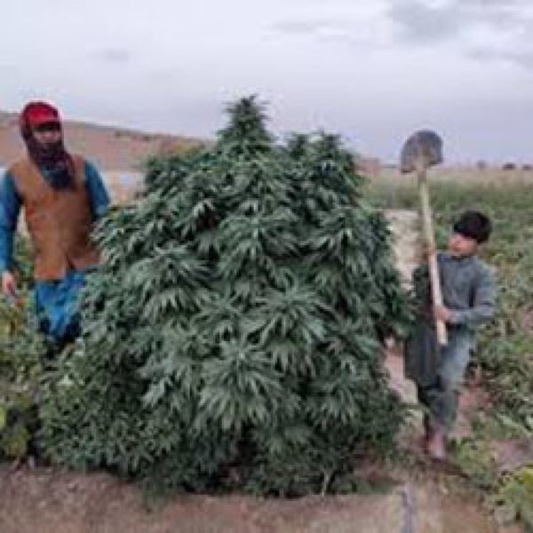 Logar (Afghan Seed Connection) regular