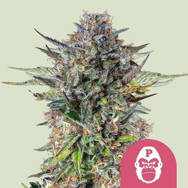 Pink Gorilla (Royal Queen Seeds) feminizada