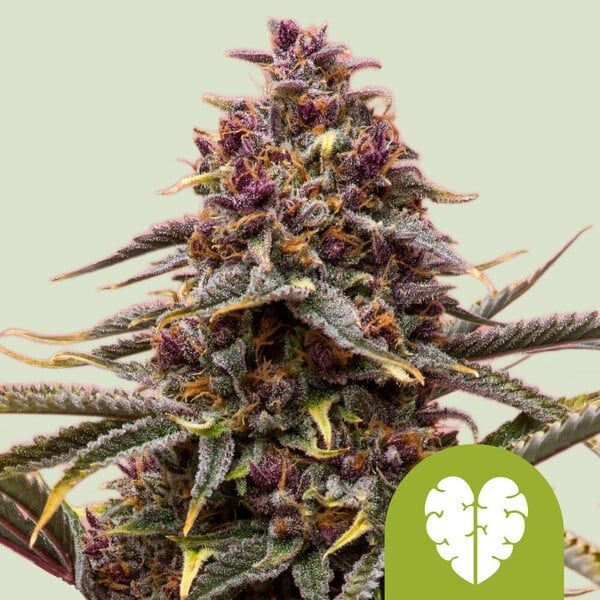 Pink Mist Autoflorescente (Royal Queen Seeds) Feminizada