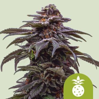 Tropicana Cookies Purple Automática (Royal Queen Seeds) feminizada