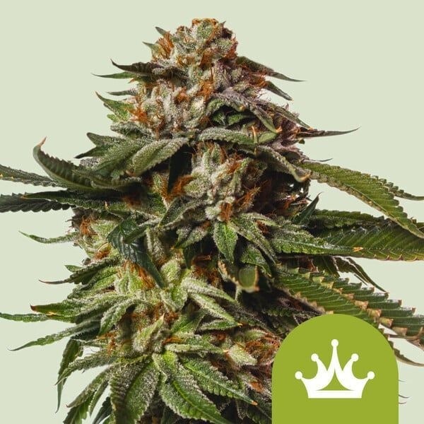 Special Queen 1 Autoflorescente (Royal Queen Seeds) feminizada