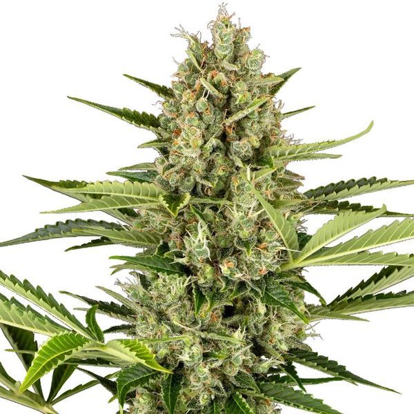 Jack Herer Autoflorescente (Sensi Seeds) feminizada