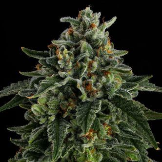 Jet Puft (Compound Genetics) Feminizado