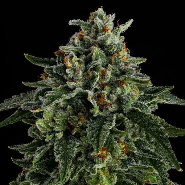 Jet Puft (Compound Genetics) Feminizado