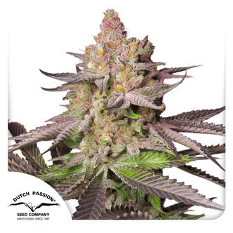 Melonade Runtz (Dutch Passion) feminizada