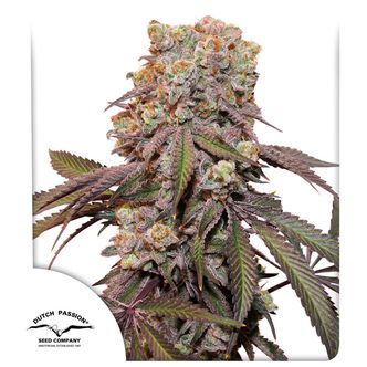 Auto Candy Bubatz XL (Dutch Passion) Feminizada