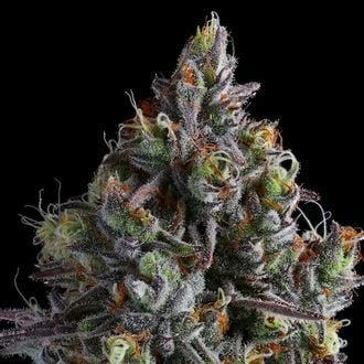 Coco Jambo (Anesia Seeds) Feminizada