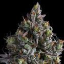 Coco Jambo (Anesia Seeds) Feminizada