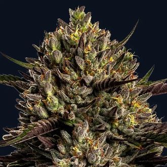 Chimera Cut (Anesia Seeds) Feminizada