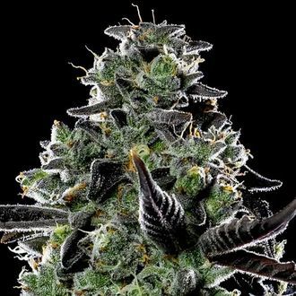 Violet Face Auto (Anesia Seeds) Feminizada