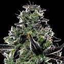Violet Face Auto (Anesia Seeds) Feminizada