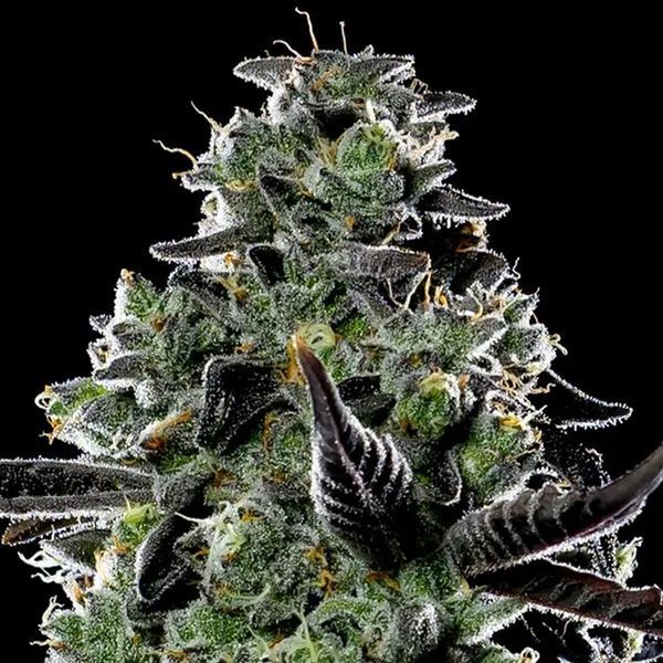 Violet Face Auto (Anesia Seeds) Feminizada