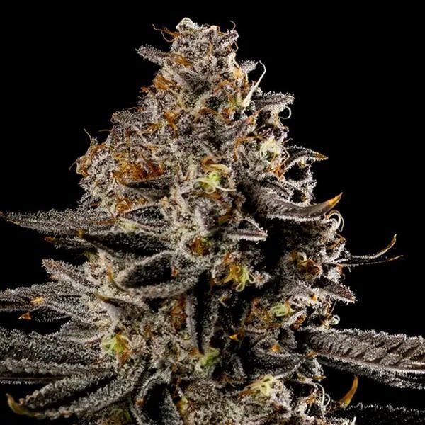 Smashberry Fumez Auto (Anesia Seeds) Feminizada