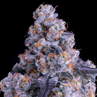 Epic Buzz Auto (Anesia Seeds) Feminizada
