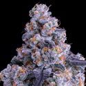 Epic Buzz Auto (Anesia Seeds) Feminizada