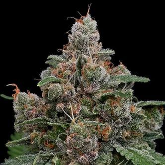 Sun of a Peach (Anesia Seeds) Feminizada