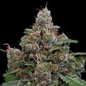 Sun of a Peach (Anesia Seeds) Feminizada