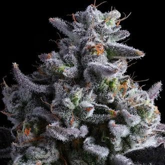 Elementz (Anesia Seeds) Feminizada