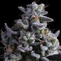 Elementz (Anesia Seeds) Feminizada