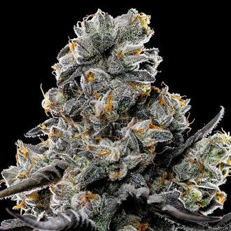 Violet Face (Anesia Seeds) Feminizada