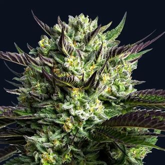 Wham Boom (Anesia Seeds) Feminizada