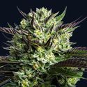 Wham Boom (Anesia Seeds) Feminizada