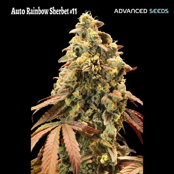 Auto Rainbow Sherbet 11 (Advanced Seeds) Feminizada
