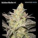 Rainbow Sherbet #11 (Advanced Seeds) Feminizada