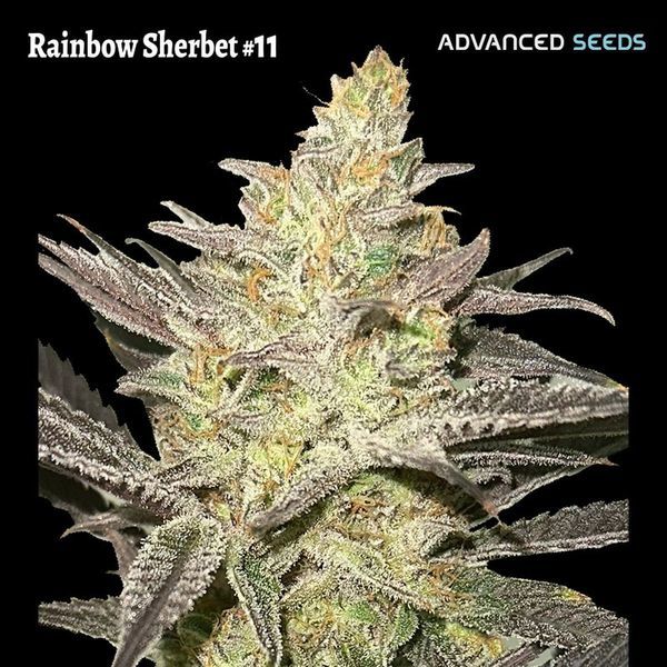 Rainbow Sherbet #11 (Advanced Seeds) Feminizada