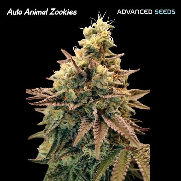 Auto Animal Zookies (Advanced Seeds) Feminizada